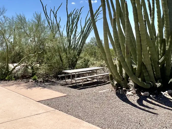 TWIN PEAKS CAMPGROUND — A picnic table surrounded by desert plants.