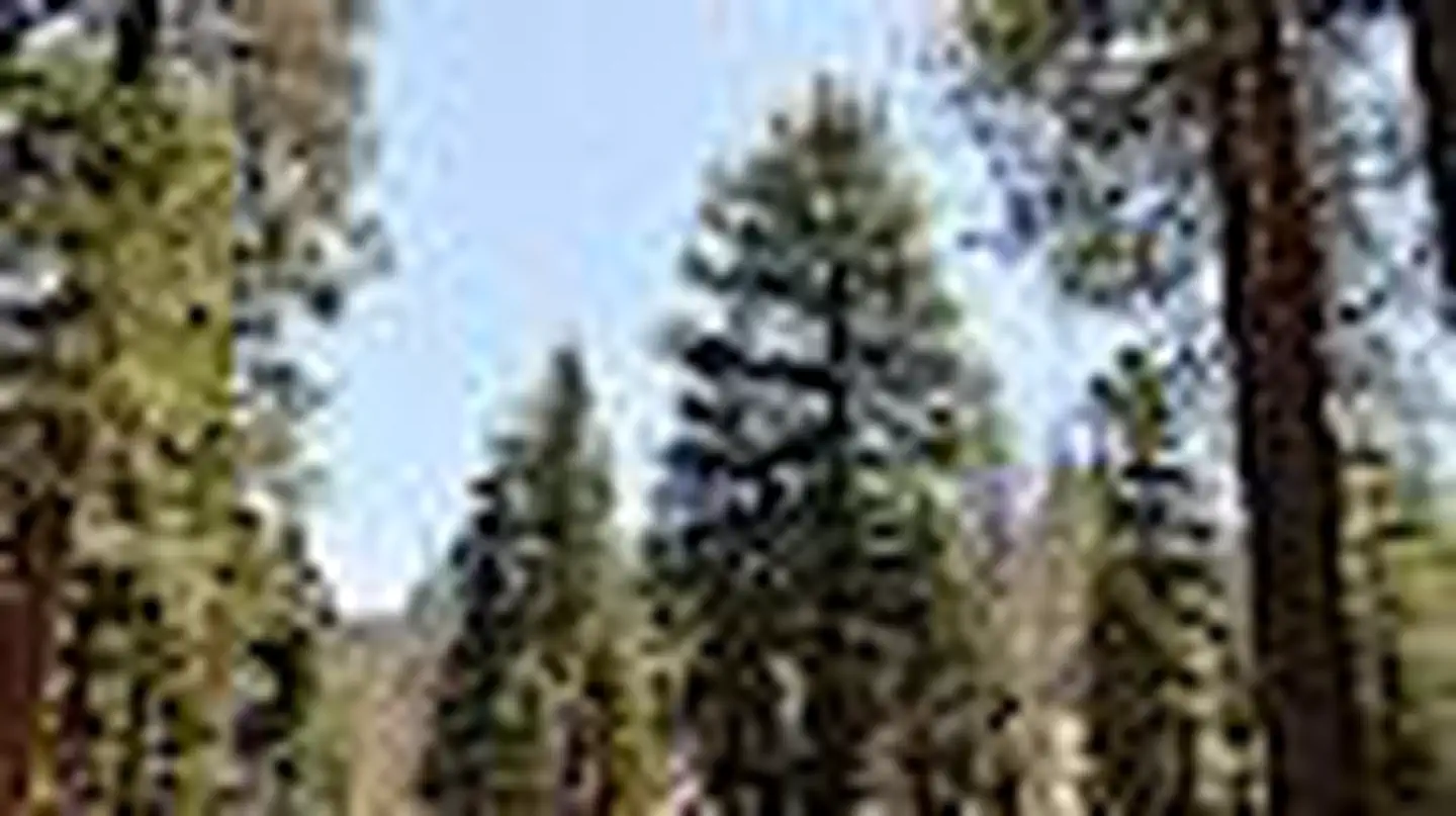 Buttercup Group Campground