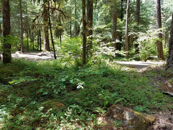 Scaredman Recreation Site — View of campsite and vegetation at Scaredman Recreation Site.