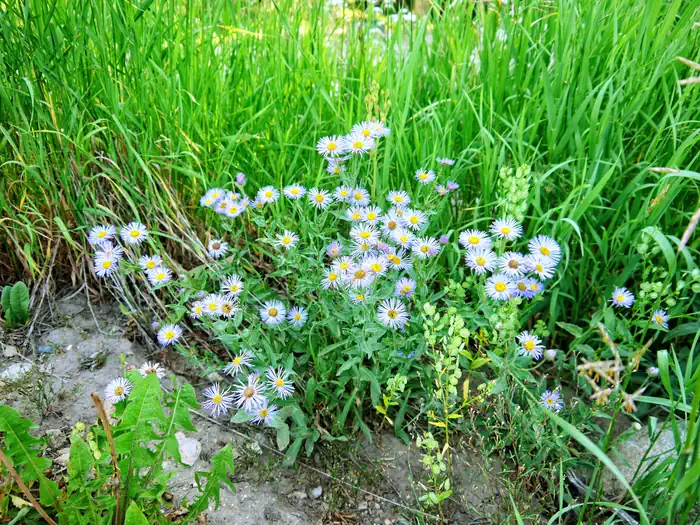 BOULDER PARK CAMPGROUND — Purple flowers in tall grass