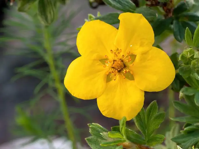 Sunset Campground (UT) — A yellow bloom of Bush Cinquefoil (Dasiphora fruticosa ssp. floribunda)