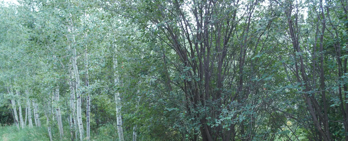 NORTH FORK CAMPGROUND — NORTH FORK CAMPGROUND Setting