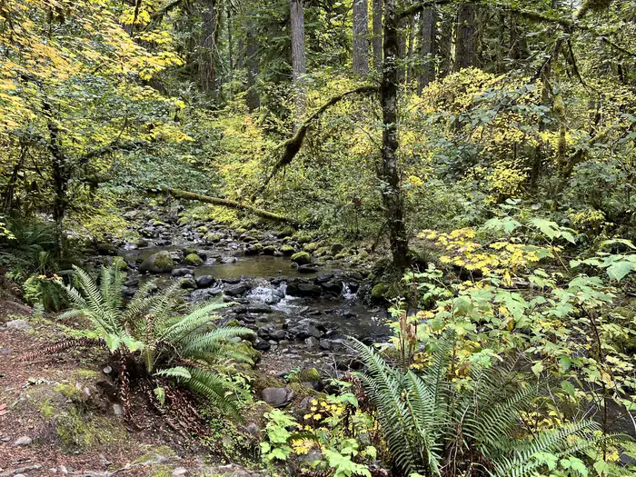 Trout Creek Campground - Willamette (OR) — South Santiam #3