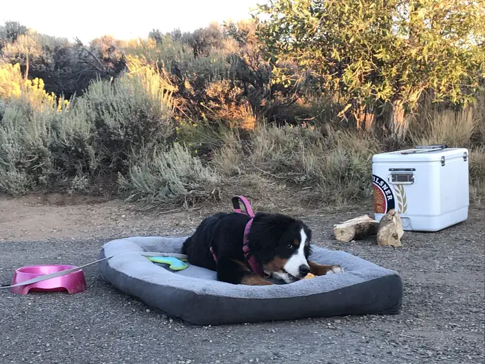 Elk Creek Campground — A camper's pet dog rests on a dog bed and chews a toy at Elk Creek Campground