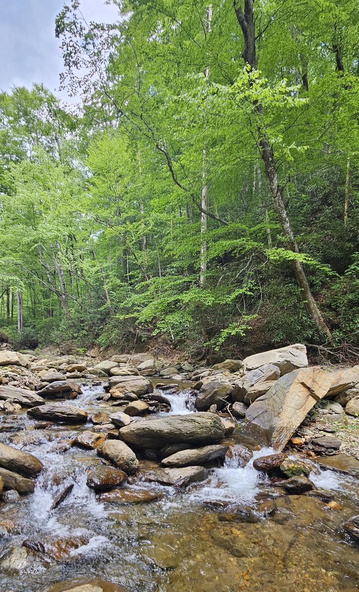 CURTIS CREEK CAMPGROUND (NC) — Creek at Curtis Creek Campground