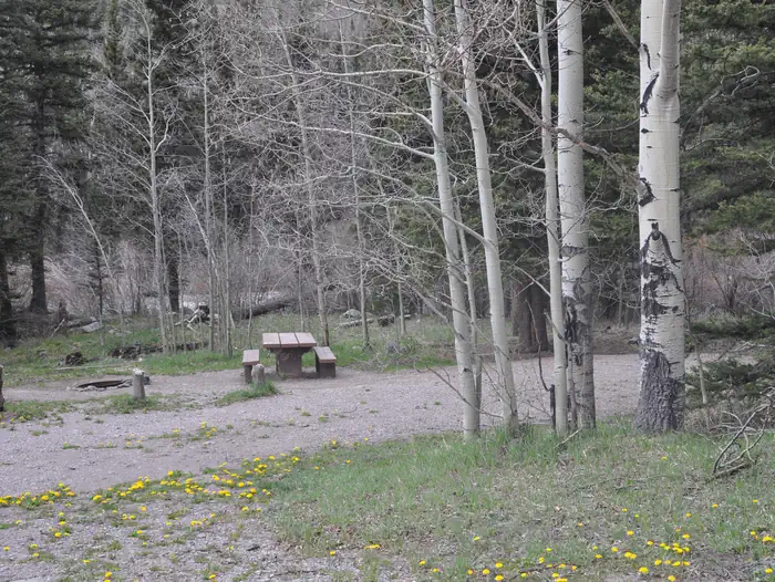 LAKE FORK(RIO GRANDE NATL FORE — Lake Fork Campground Site 14