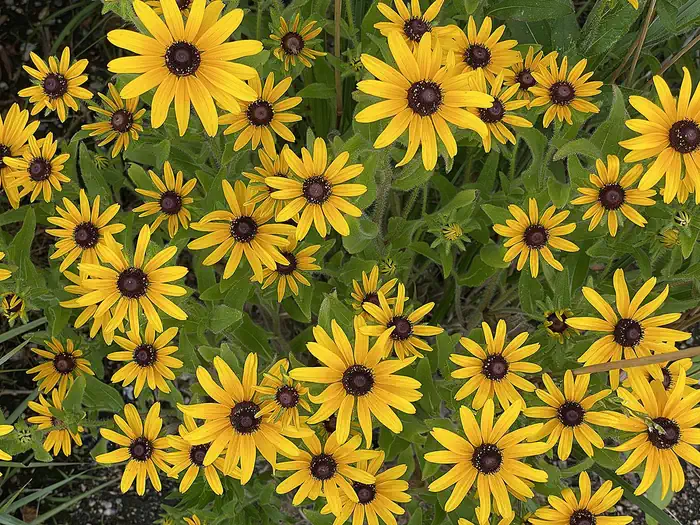 CAMP GATEWAY- BROOKLYN NY — Black Eyed Susans bloom near Jamaica Bay