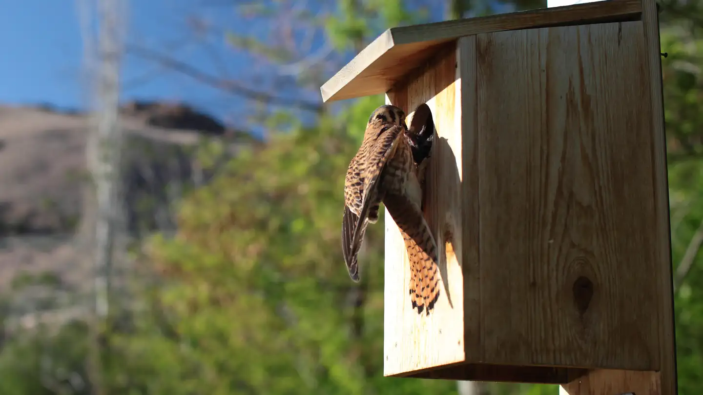 Macks Creek Campground — American Kestrel