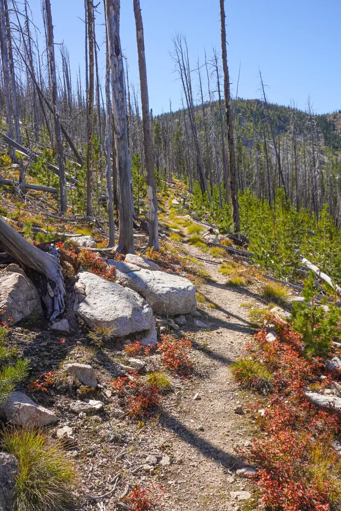 Medicine Point Lookout — Trail through an old burn to the lookout