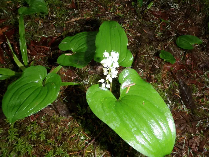ELKHORN VALLEY RECREATION SITE — False Lily of the Valley