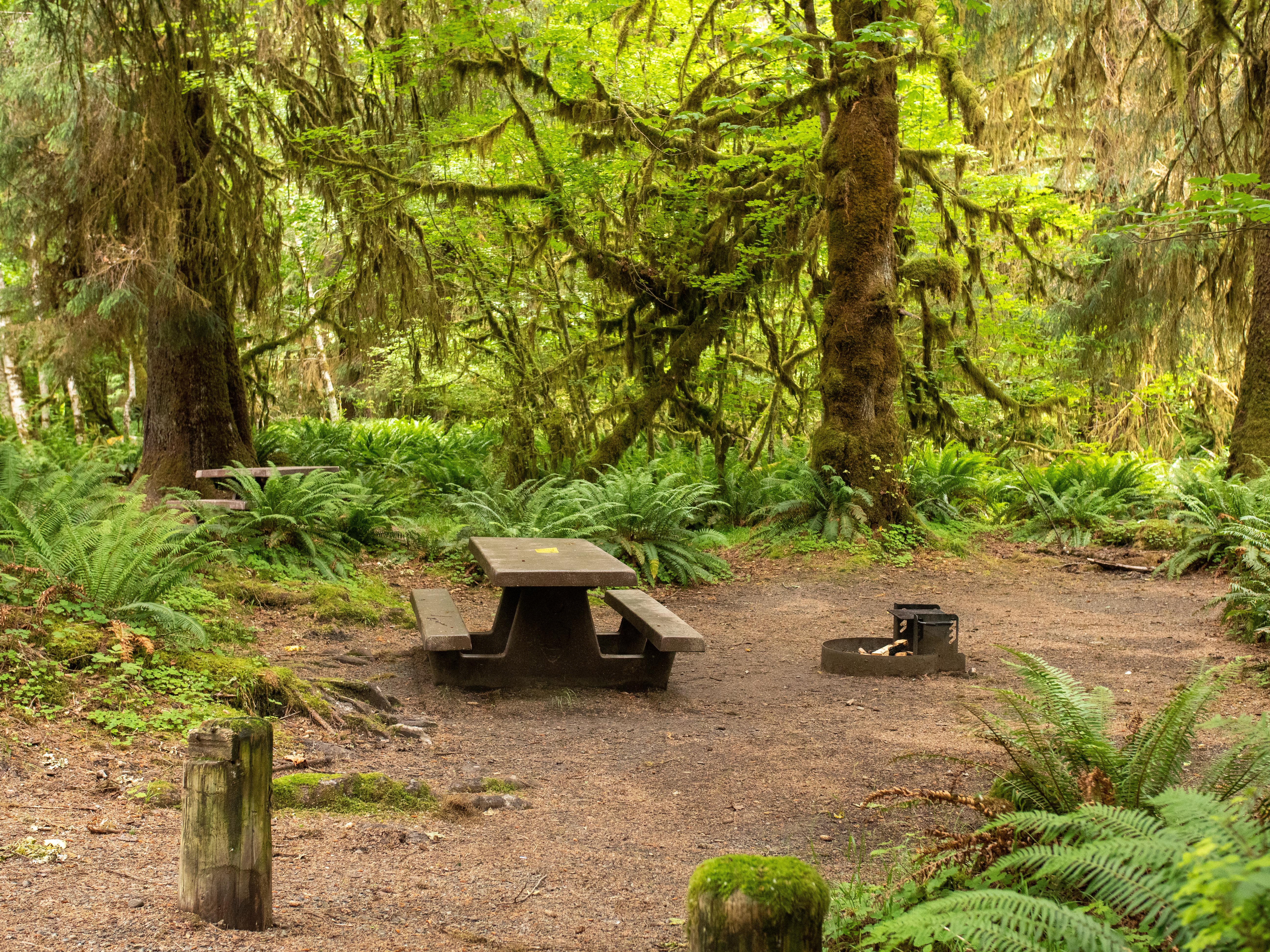 Hoh Rainforest Campground — Hoh Campground 01