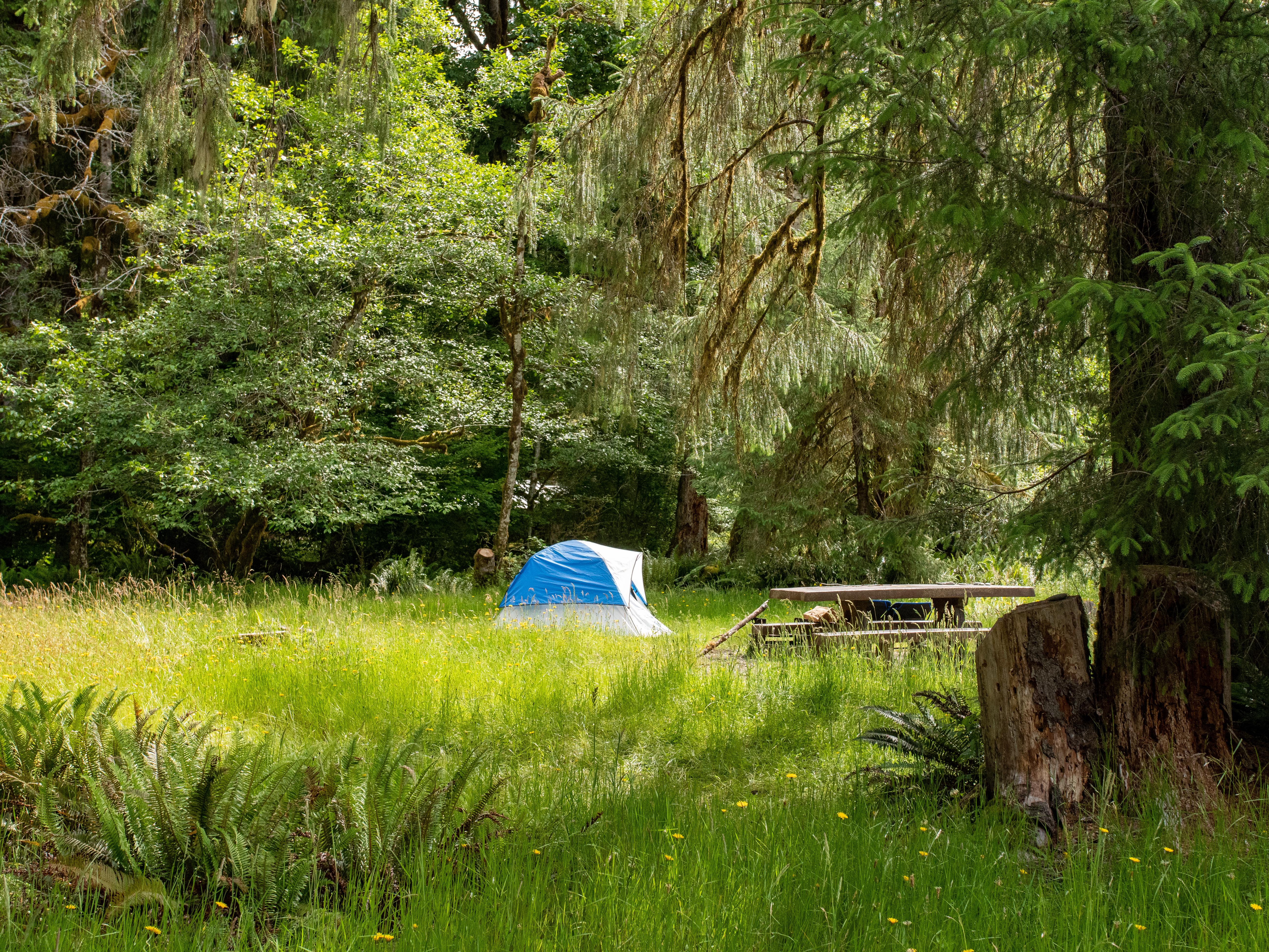 Hoh Rainforest Campground — Hoh Campground 01