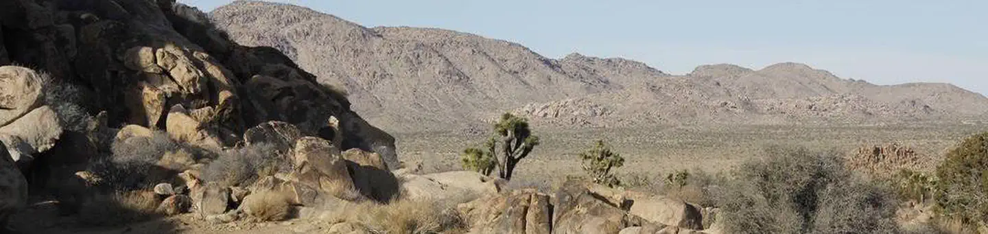 Joshua Tree National Park Sheep Pass Campground