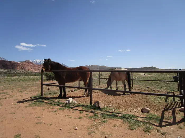 Ken's Lake Group Sites — Ken's Lake Group Campsite A horses in corral
