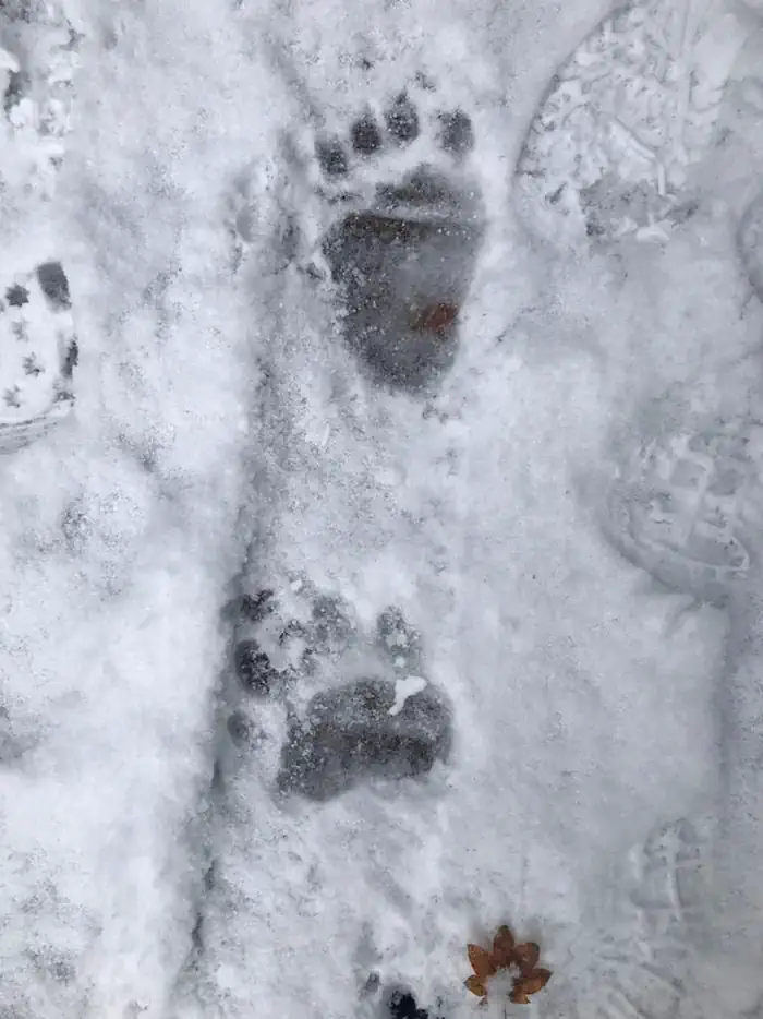 WILDWOOD RECREATION SITE — Bear Tracks Winter 2022