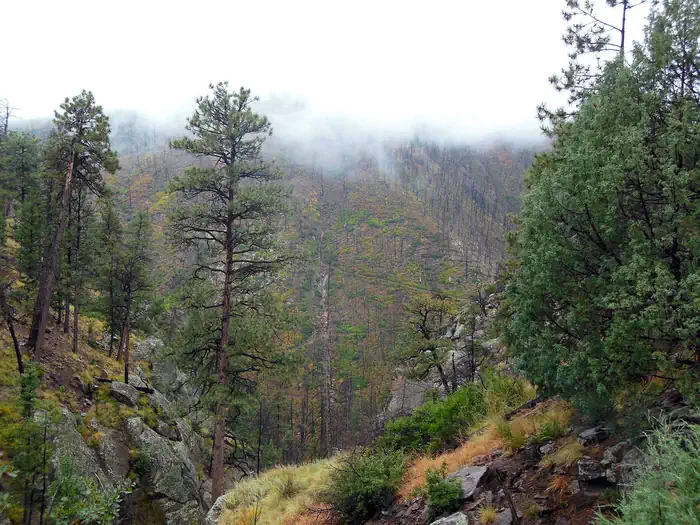Ponderosa Group Campground (NM) — View of a tree covered mountainside with the peak obscured by fog