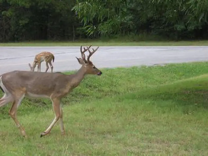 Indian Creek Campground (AR) — INDIAN CREEK CAMPGROUND