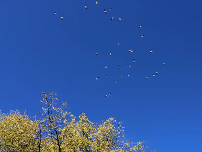 COTTONWOOD RECREATION AREA — Pelicans in Flight Over Cottonwood