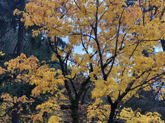 East Fork Campground – Six Rivers NF (CA) — Big Leaf Maple in Fall Color