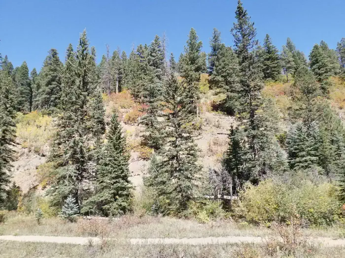 Panchuela — Fall colors change on the hillside with green conifers surrounding it.