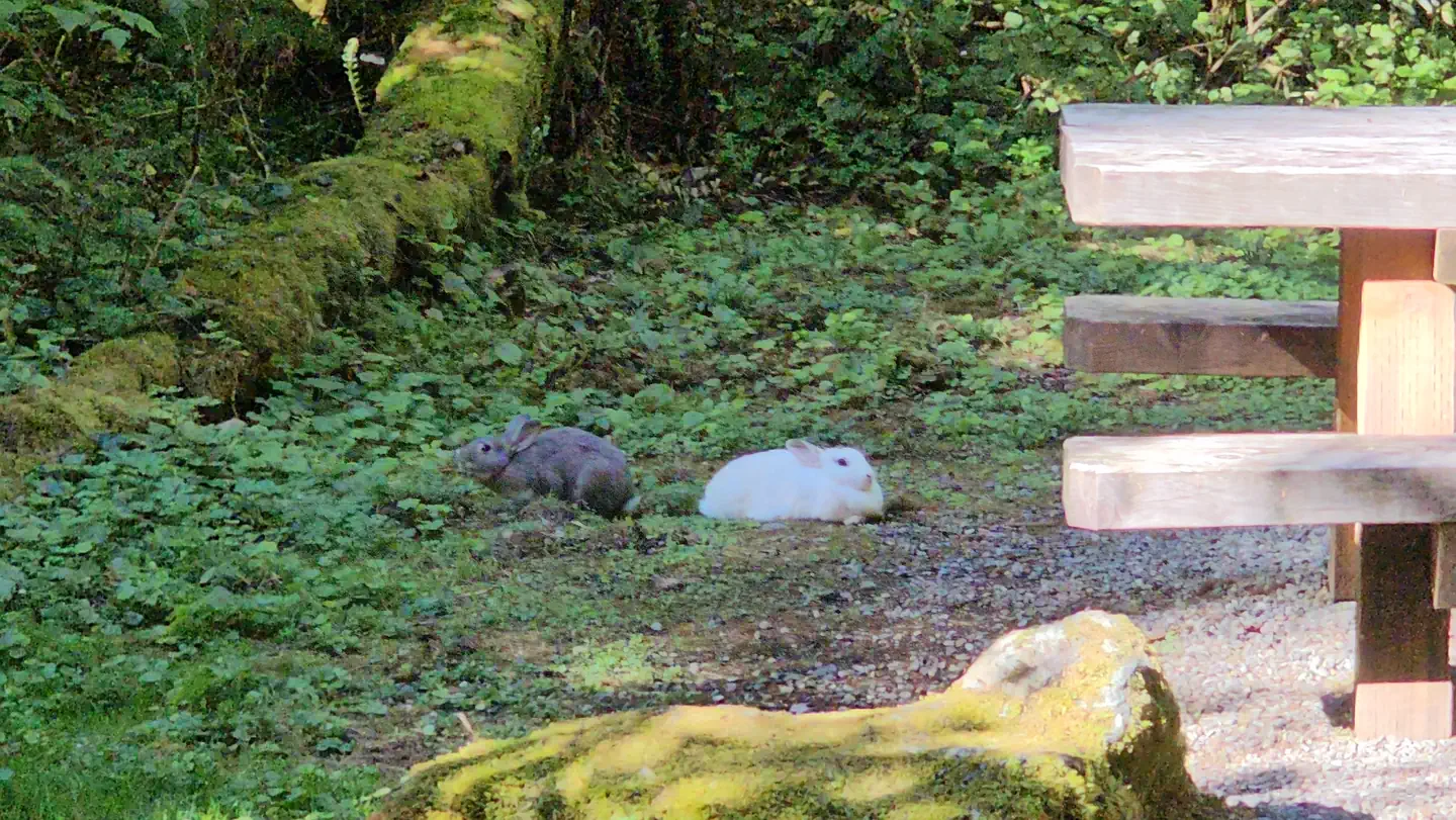 Douglas Fir Campground — Local fauna