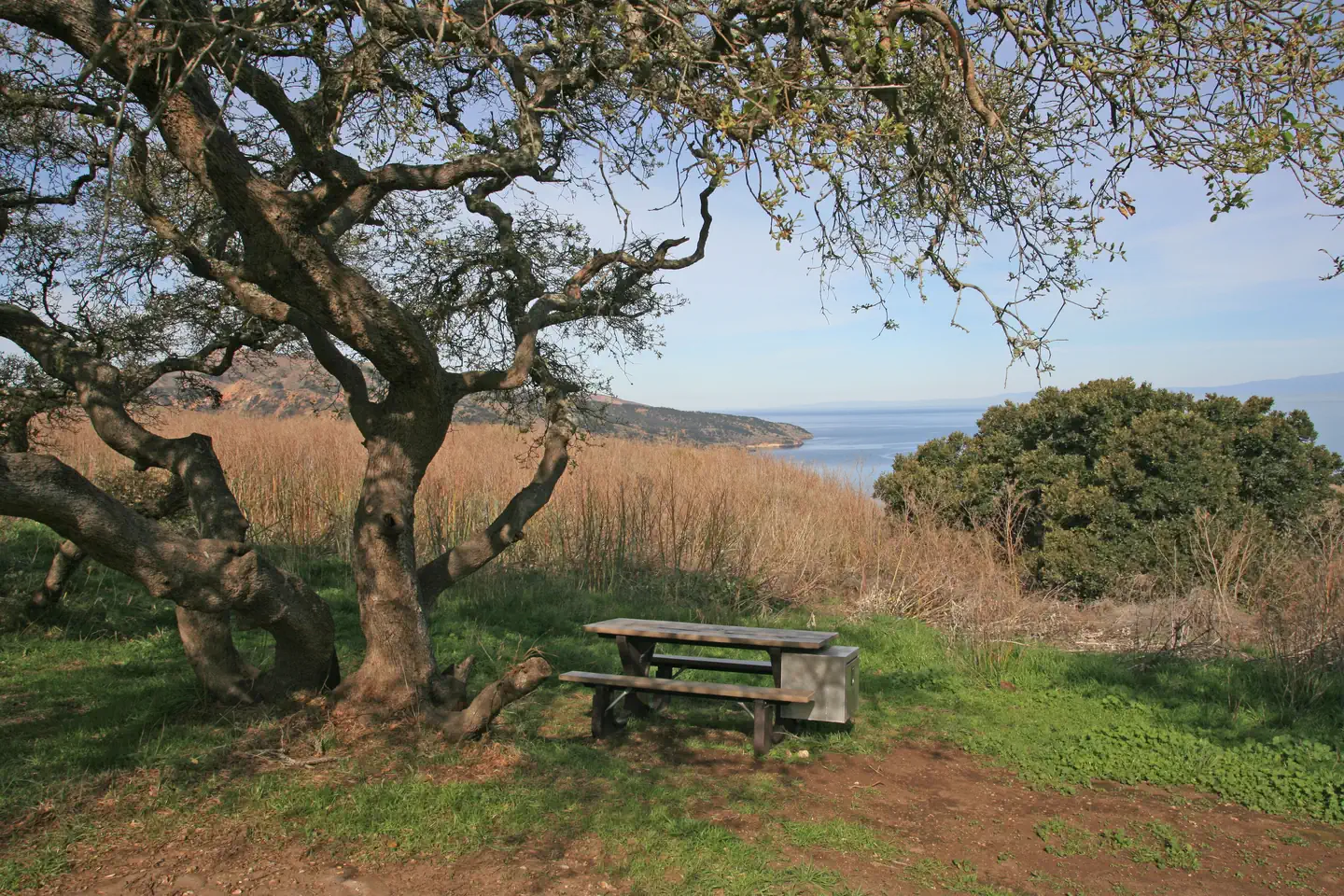 SANTA CRUZ DEL NORTE BACKCOUNTRY — Picnic table next to large tree overlooking ocean.