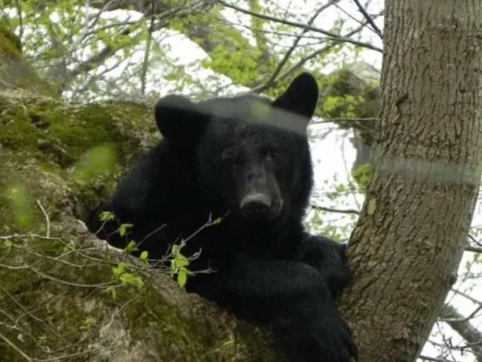CATALOOCHEE GROUP CAMP — Black Bear