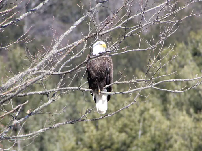 Townshend Lake Recreation Area β Bald Eagle