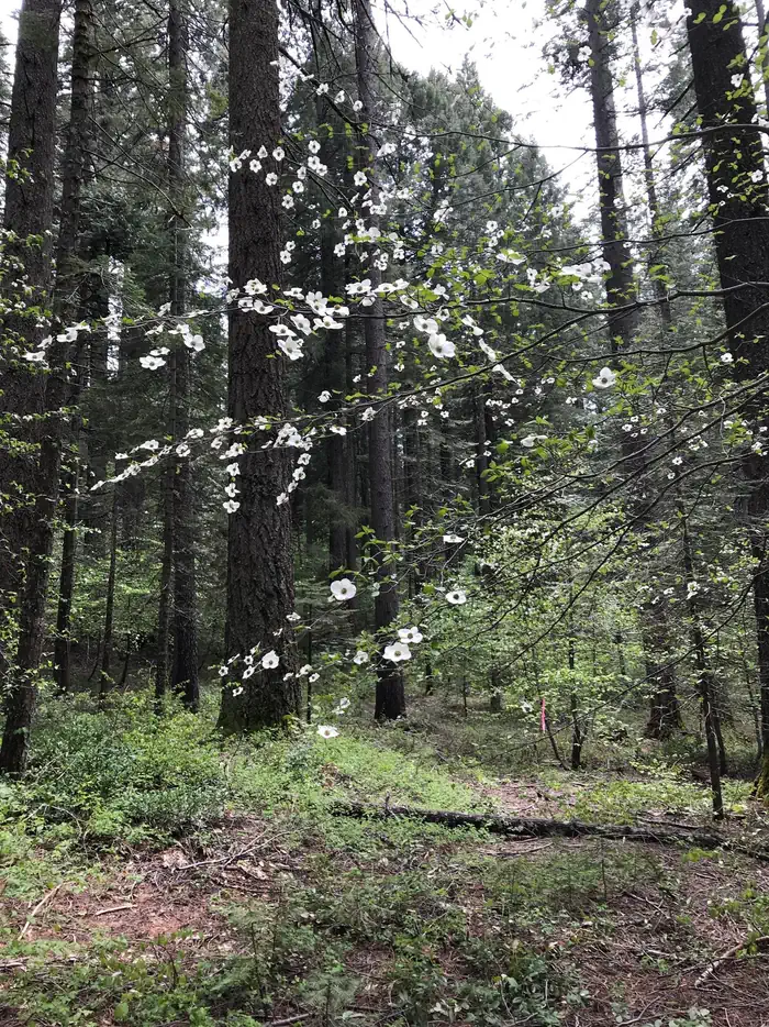 Skillman — dogwood trees in the area