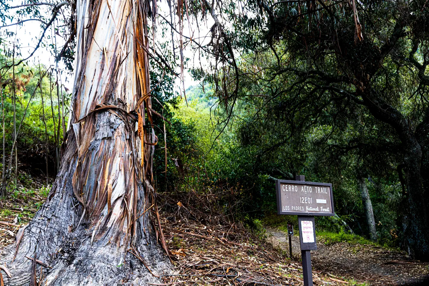 Cerro Alto Campground — Cerro Alto Trail