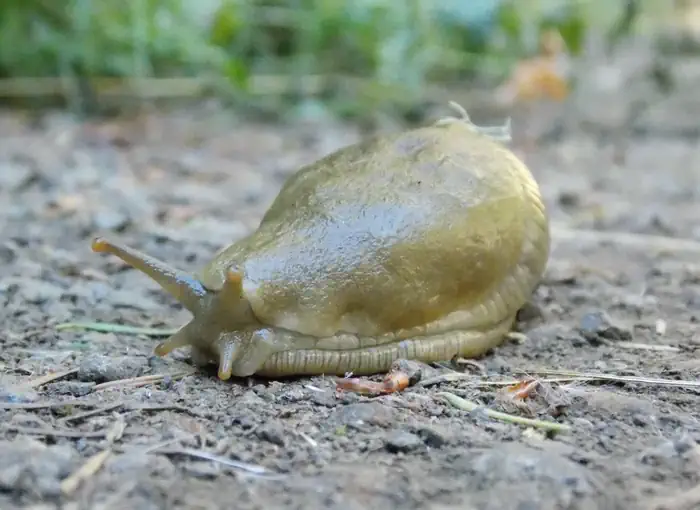 Alsea Falls Recreation Site (campground) β Close up of a banana slug, facing the lower left of the photo on a dirt ground with a green background.