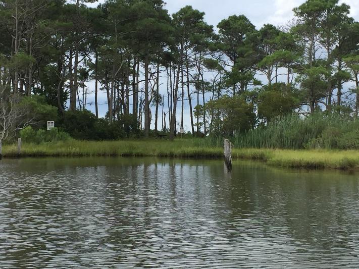 Back Country Camping - Pine Tree — View of Pine Tree from water