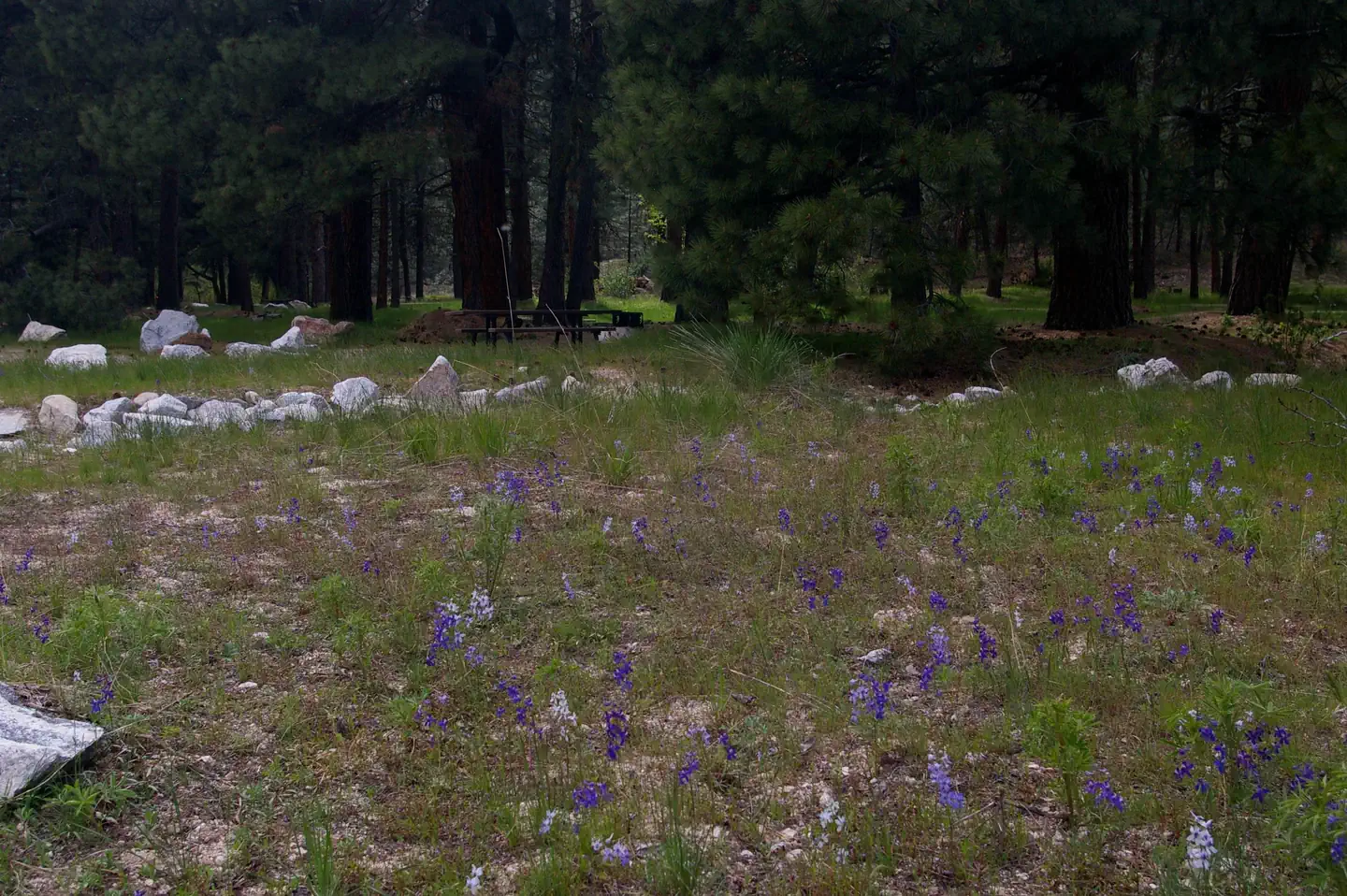 Elks Flat Campground — Grassy areas lead you to sites surrounded by pine trees with picnic tables, BBQ stand and tents pads.