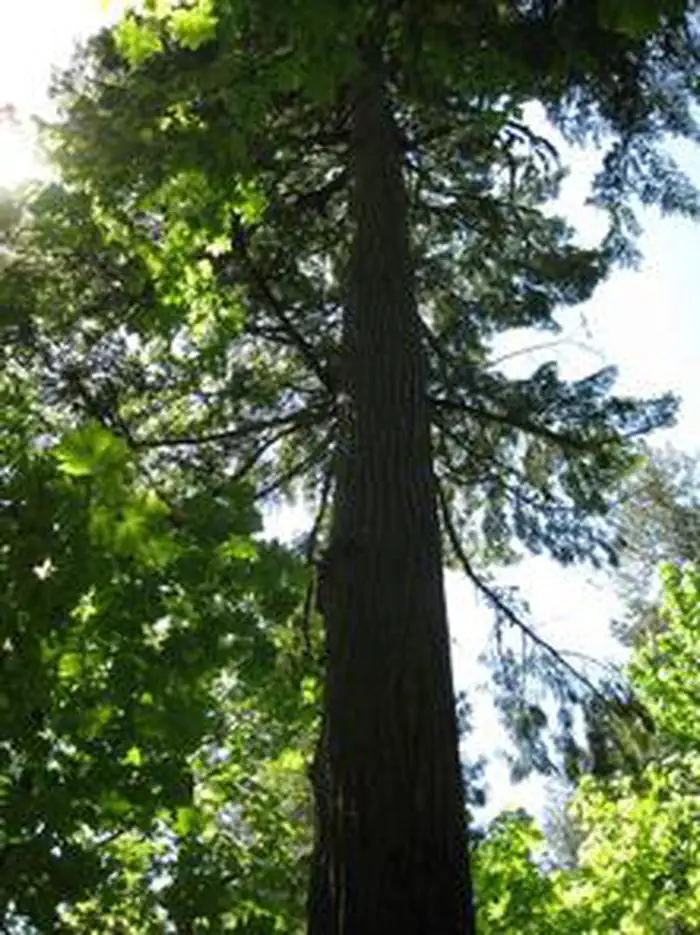 Fish Creek (or) — FISH CREEK (OR)2