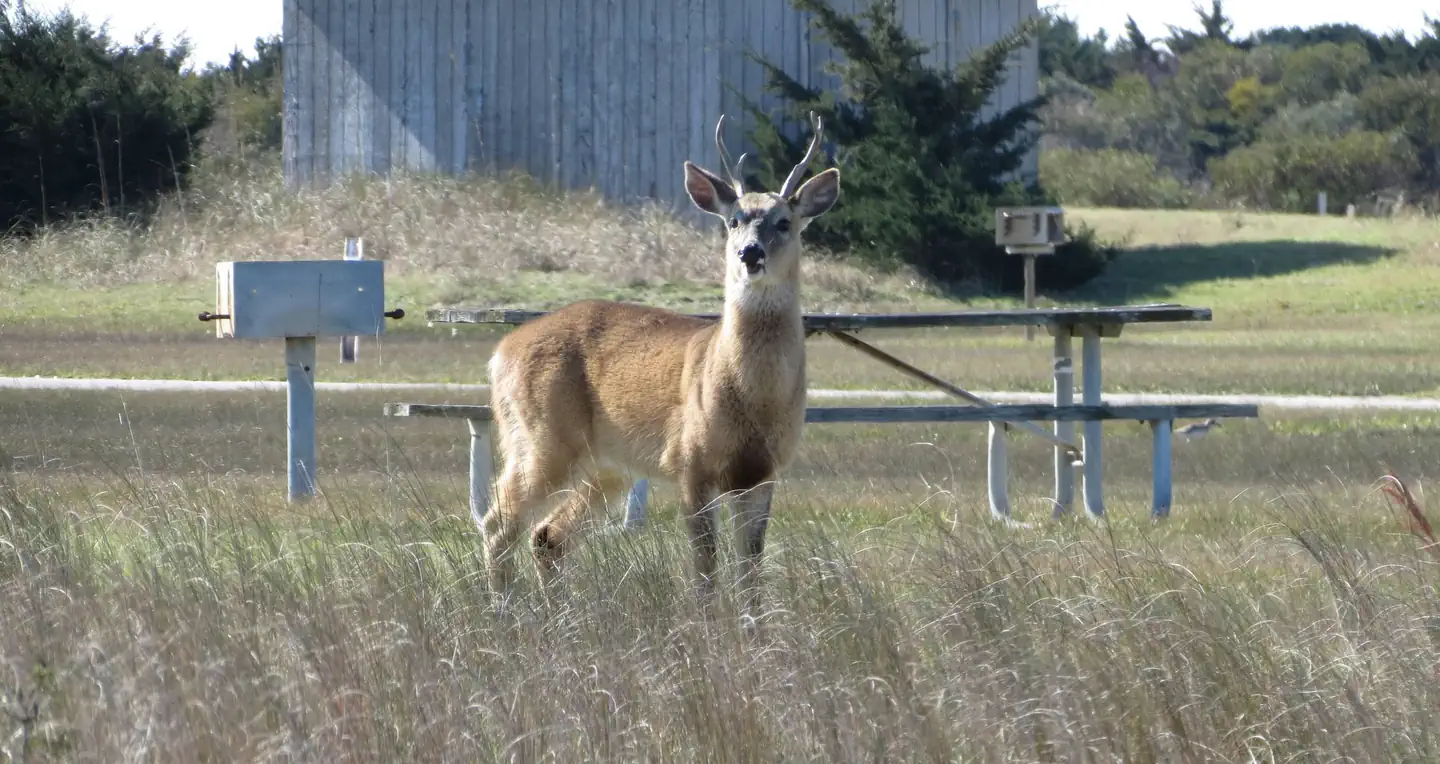 Cape Point Campground — Deer enjoying the campground