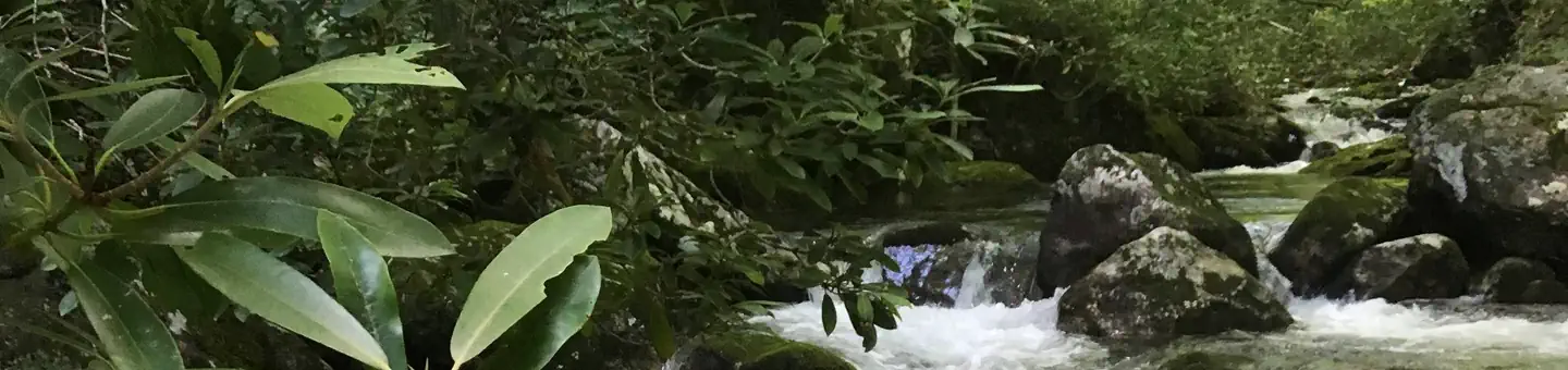 Wolf Ford Horse Camp — Streams in Pisgah National Forest