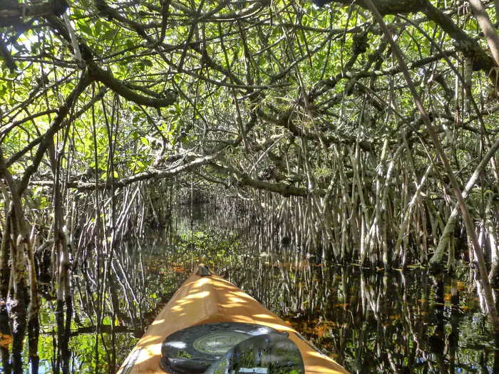 Everglades Backcountry Wilderness Camping Permits — The bow of an orange kayak is in a dense mangrove tunnel. The tunnel appears narrow and with low clearance.