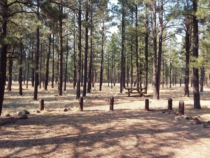 Benny Creek Campground — Benny Creek Group Site 010