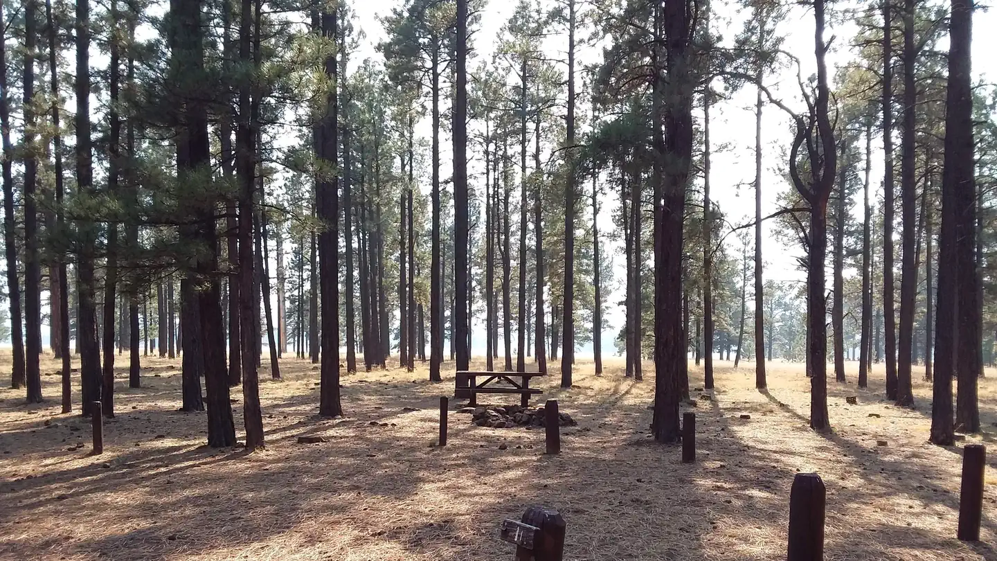 Benny Creek Campground