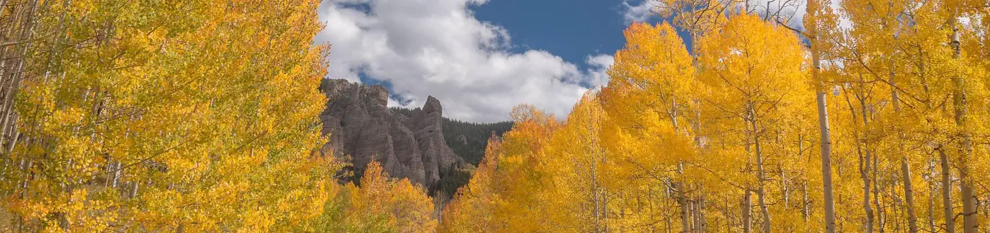 Lodgepole (taylor River Canyon Near Gunnison, Colorado)