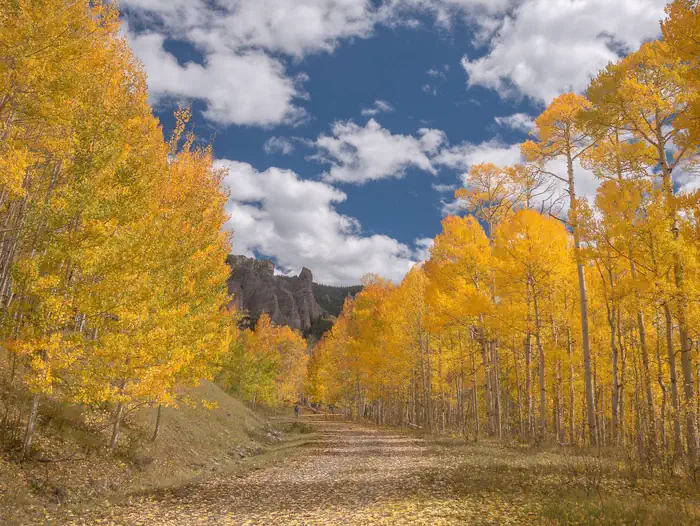 Lodgepole (taylor River Canyon Near Gunnison, Colorado) — Grand Mesa, Uncompahgre, and Gunnison National Forest