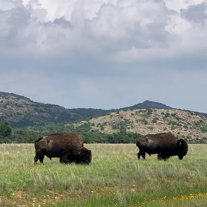 Camp Doris — American bison graze the prairie.