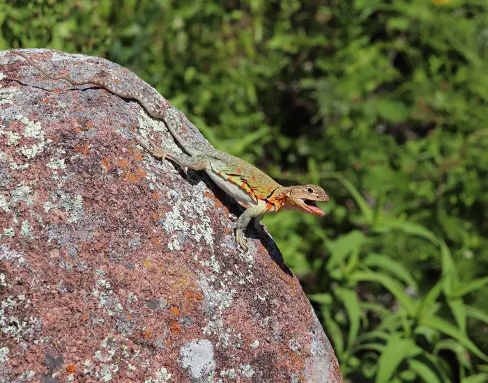 Camp Doris — A colorful lizard sits atop a boulder.
