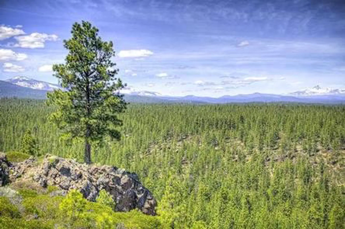 Driftwood Campground - Deschutes — DRIFTWOOD CAMPGROUND - DESCHUTES