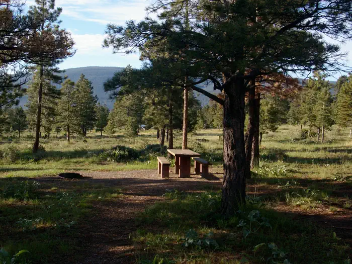 Canyon Rim — This campground is located in a semi-wooded area with grasses and bushes covering the forest floor.