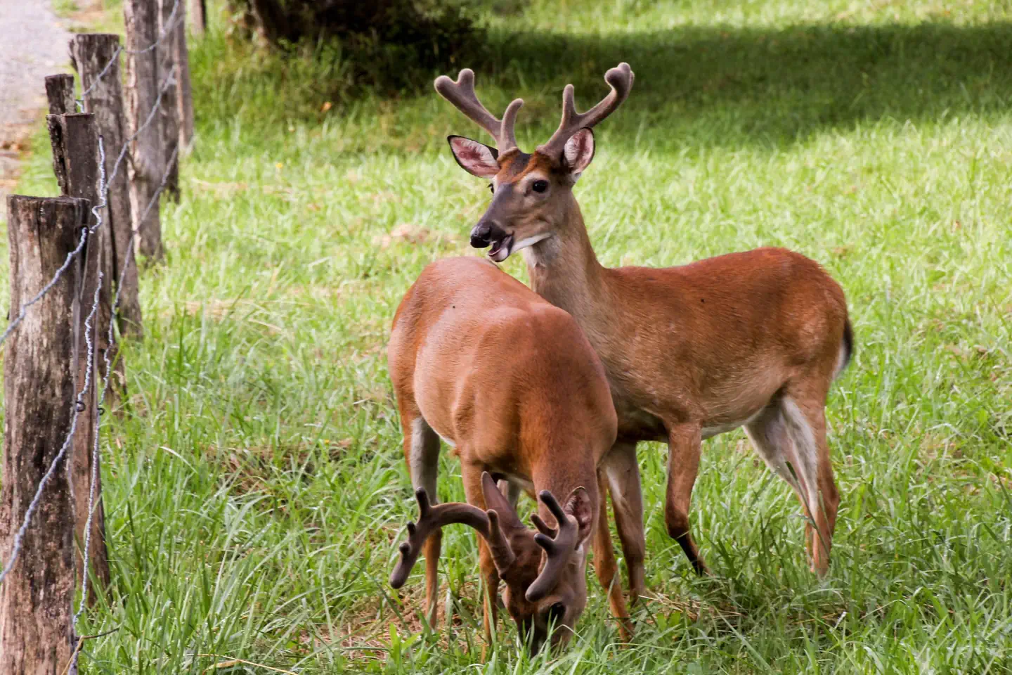 Cades Cove Group — Deer