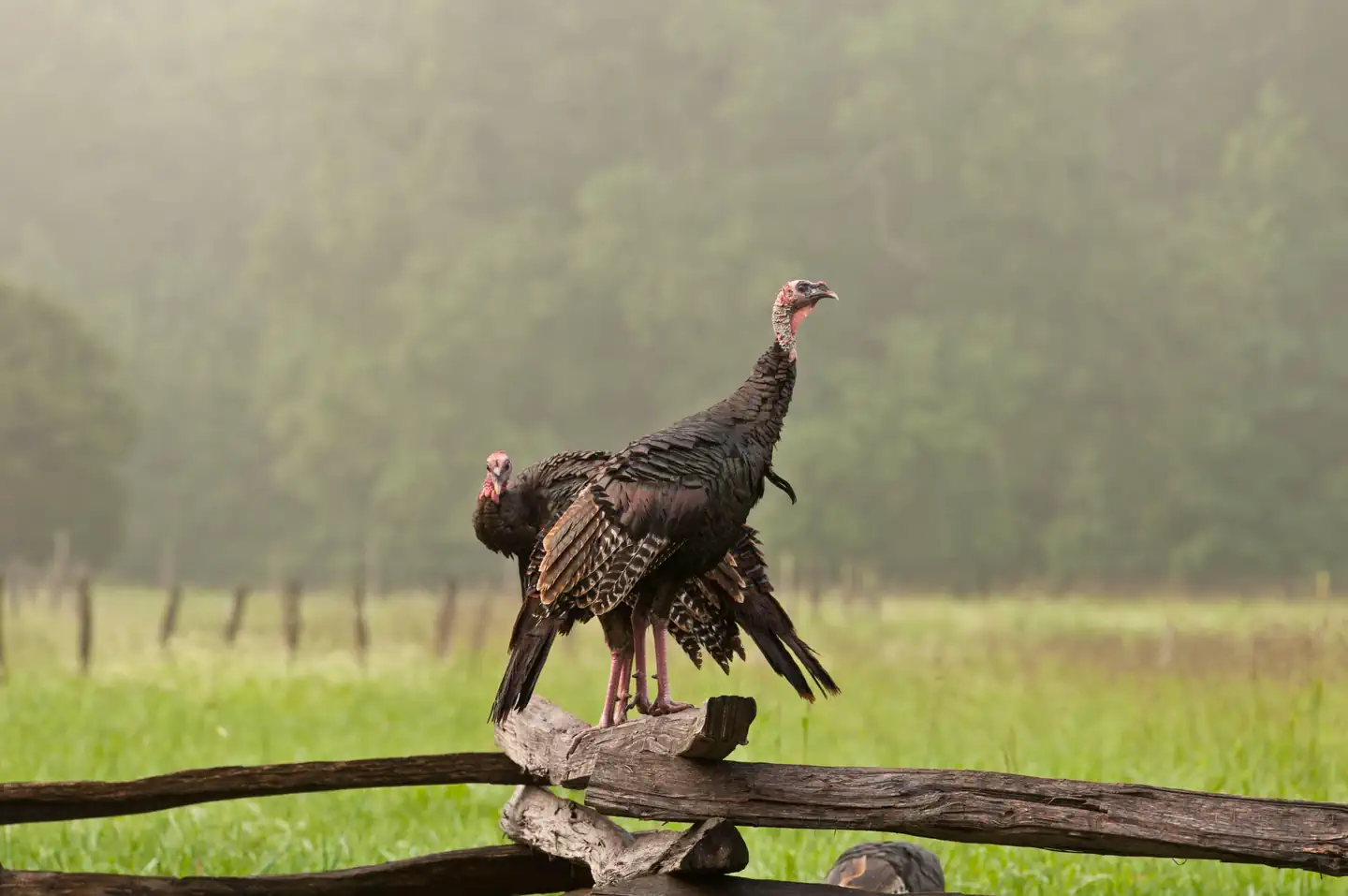 Cades Cove Group — Wild Turkey