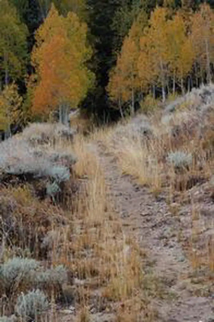 Grey Cliffs Campground — Hiking trail disappearing into orange fall aspen trees