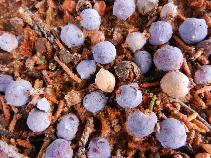 Grey Cliffs Campground — Close up of juniper berries and natural forest floor litter.