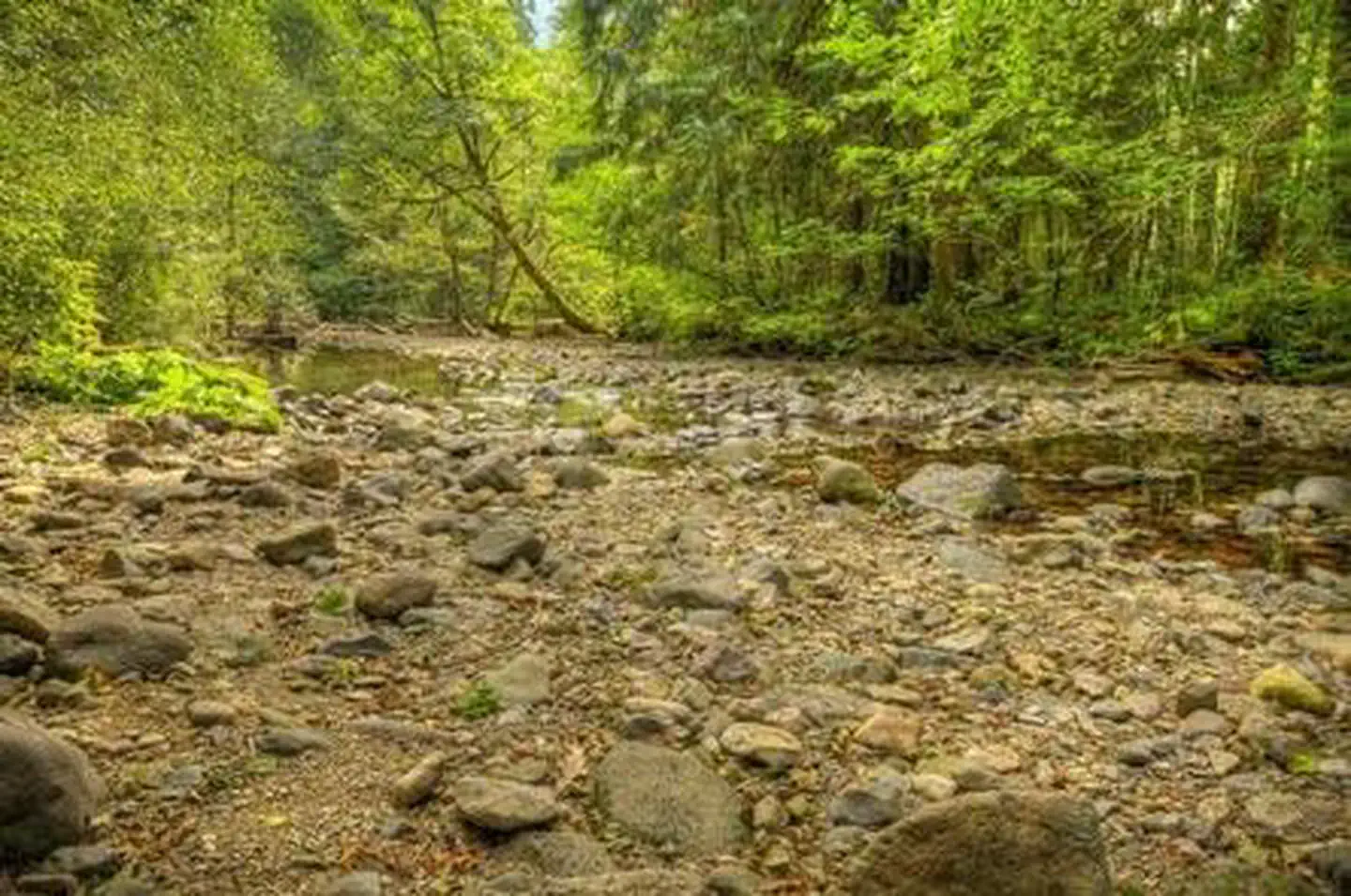 Paradise Creek Campground — Paradise Creek campground